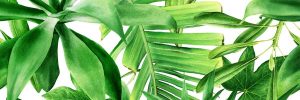 Декор Garden Tropic B 250x750x9 Ceramika Color