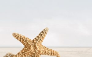 Декор В41331 Summer Stone Бежевий 25x40 код 9914 Голден Тайл