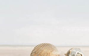 Декор В41311 Summer Stone Бежевий 25x40 код 9891 Голден Тайл